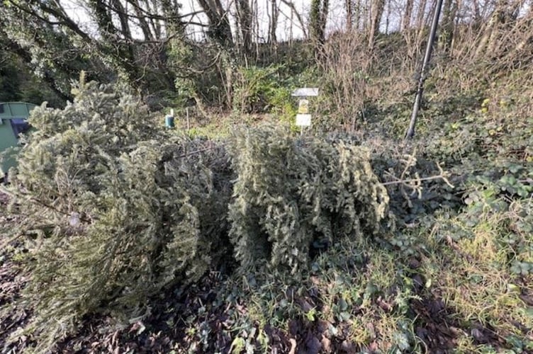 Three Christmas trees have been dumped in the Malew Commissioners car park near Rushen Abbey