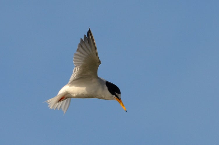 little tern