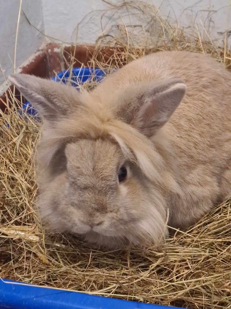 Pip the lionhead rabbit