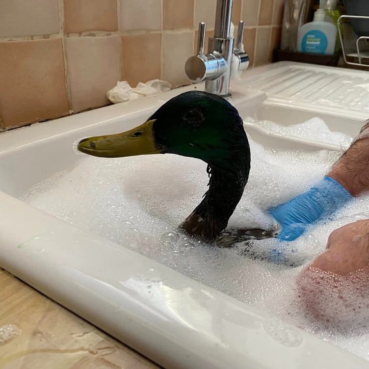 A duck named Donald is being treated after it was found covered in cooking oil at Governor's Hill duck pond (Manx Wild Bird Aid)