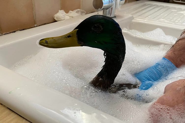 A duck named Donald is being treated after it was found covered in cooking oil at Governor's Hill duck pond (Manx Wild Bird Aid)
