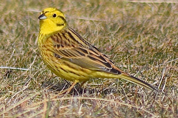 A yellowhammer like this one was spotted in Santon