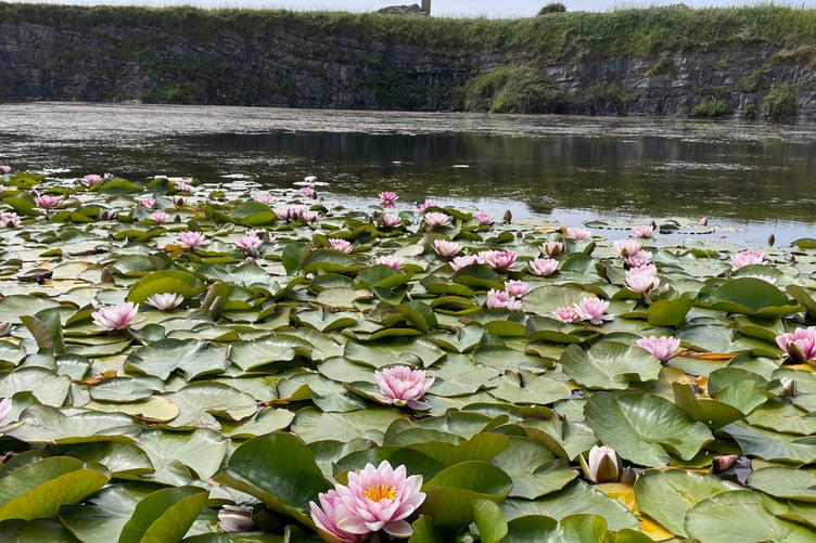 The waterlilies blooming at the old quarry at Scarlett in June 2024