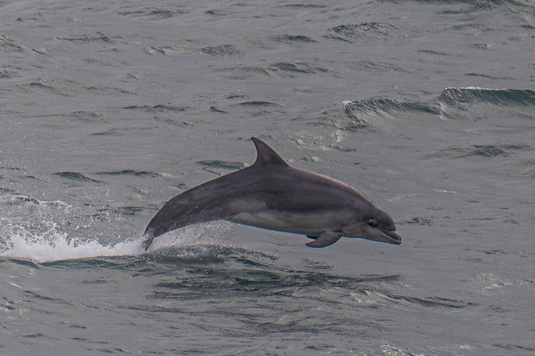 Pod of bottlenose dolphins spotted off the island's east coast