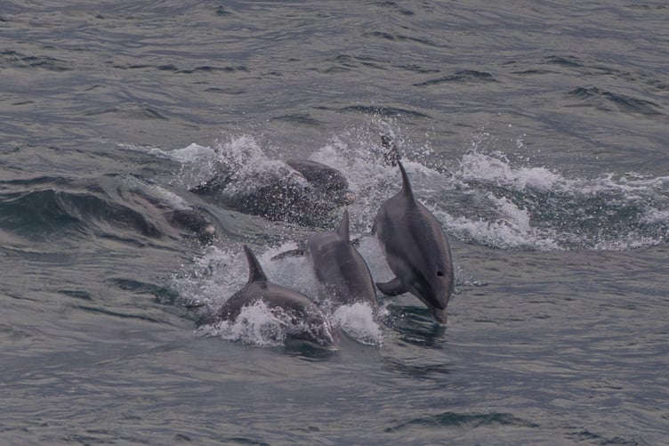 Pod of bottlenose dolphins spotted off the island's east coast