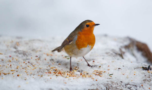 A Robin in winter