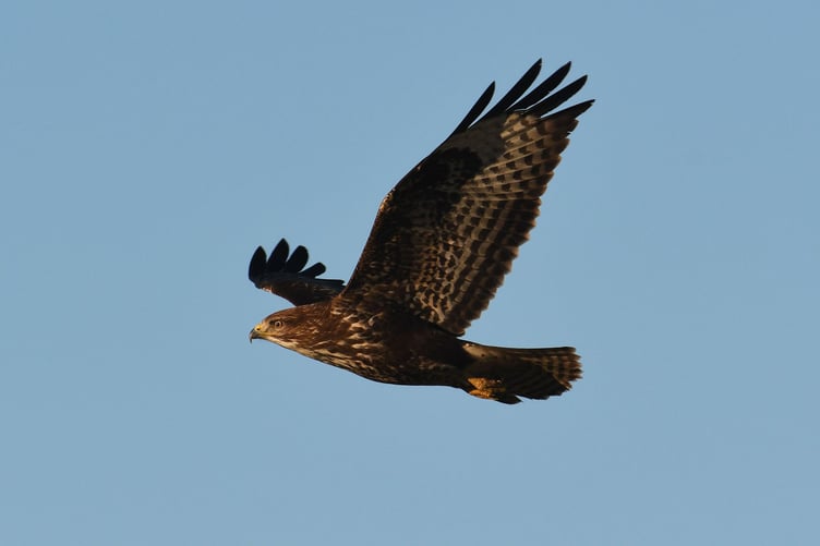 Richard Radcliffe spotted this buzzard near to the Lhen
