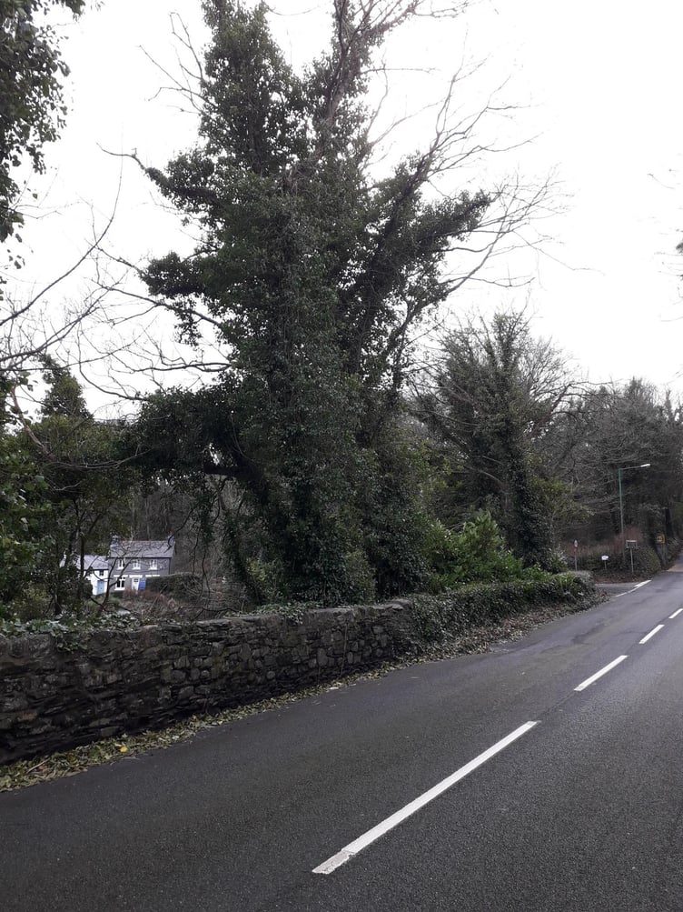 Following a recent inspection, the DoI say it is necessary to fell several dead or diseased trees near Glen Wyllin