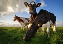 Travellers banned from bringing meat and dairy from European Union under new rules