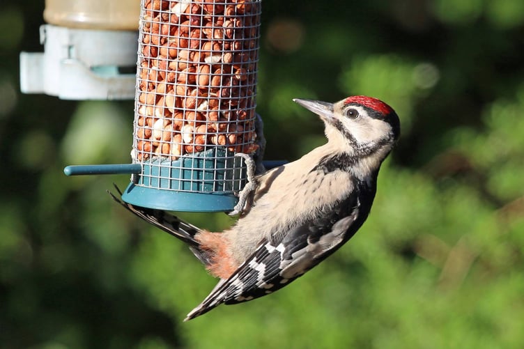 Woodpecker on bird feeder (Photo: Graham Makepeace-Warne)