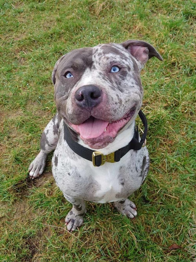 Bandit is a medium sized bull breed cross