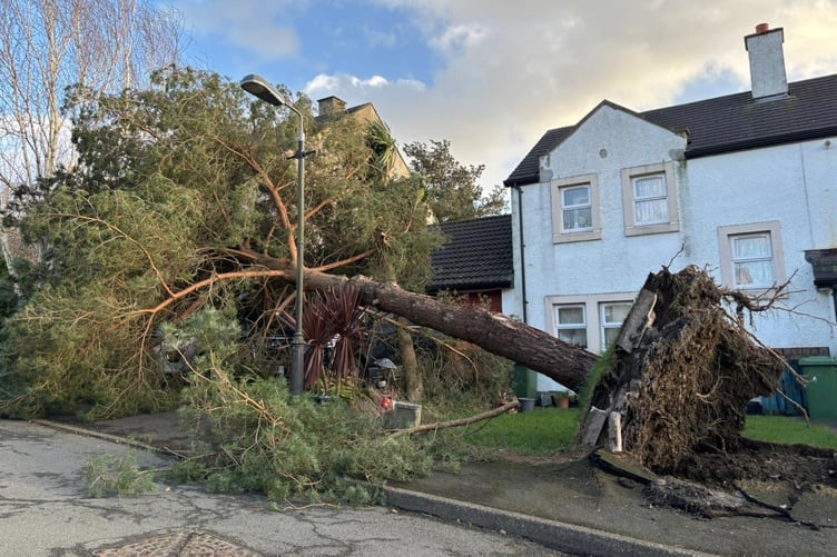 Tree fallen on a van and a car in the Cronk Grianagh estate, Braddan (credit: Tom Curphey)