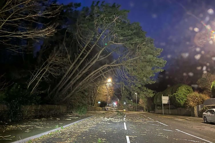 Strong winds are bringing down a tree on Peel Road near to the Brown Bobby
