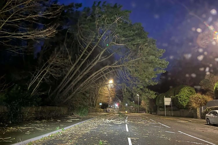Strong winds are bringing down a tree on Peel Road near to the Brown Bobby