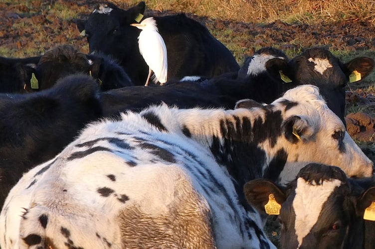 Cattle egret in a field of cows at Honna Road, Rushen