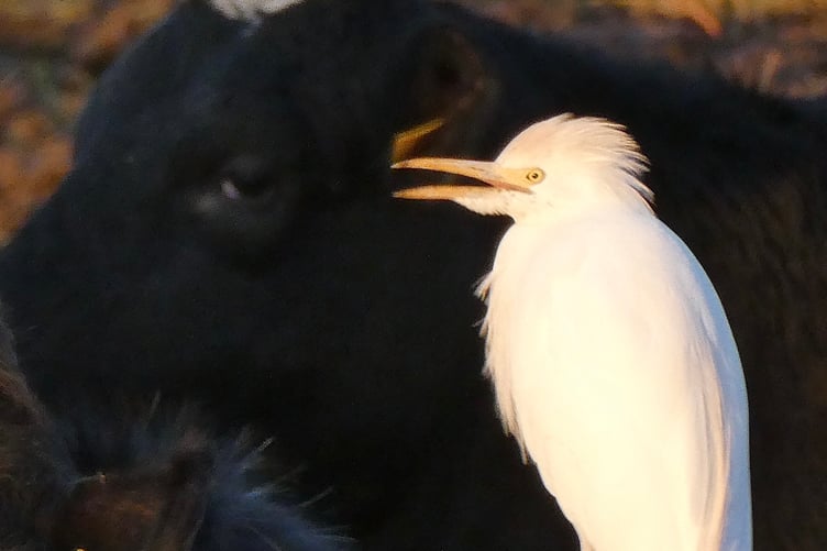 Cattle egret at Honna Road, Rushen