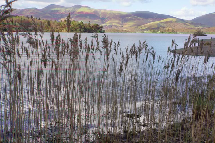 'Reeds and Lake' by Chris Nicholls was First Place in Colour Digital Images