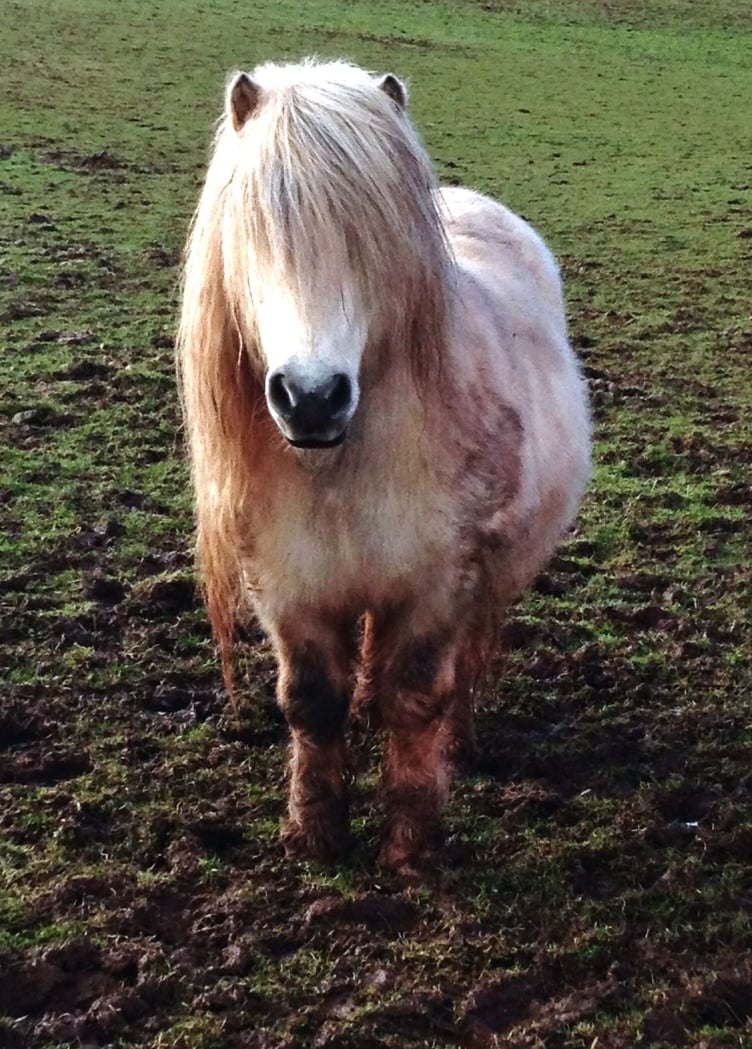A pony in a muddy field