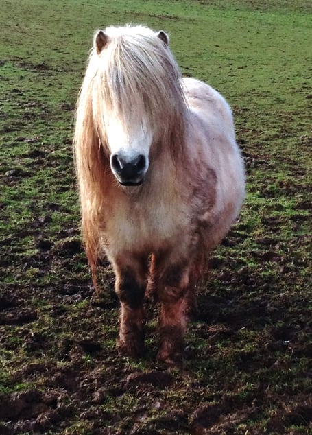A pony in a muddy field