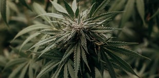 Man in court on cannabis charge after police execute search warrant