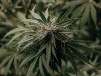 Douglas man admits role in cannabis supply