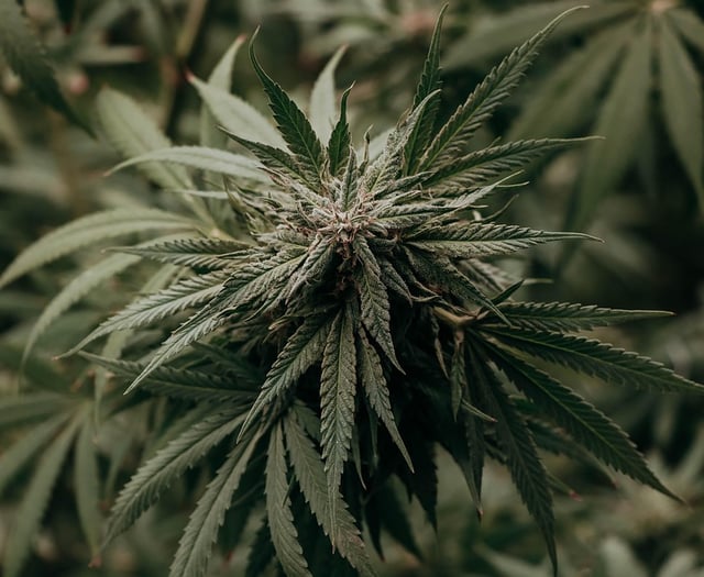 Man in court on cannabis charge after police execute search warrant