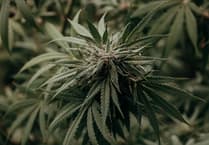 Woman, 55, found with 55 grams of cannabis after search warrant executed at her home
