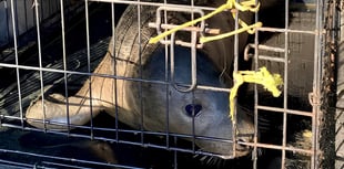 Watch as Fenella the seal is released back into the wild