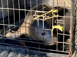 Watch as Fenella the seal is released back into the wild