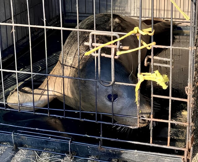 Watch as Fenella the seal is released back into the wild