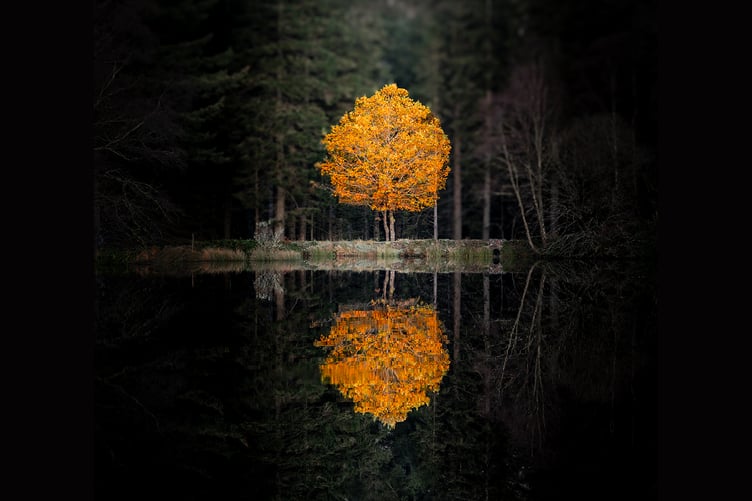 'Golden Tree' by Martin Sanderson scored 20 points