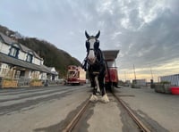 Douglas Bay Horse Tram star goes viral with 1.2 million views