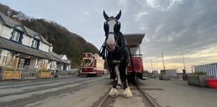 Douglas Bay Horse Tram star goes viral with 1.2 million views