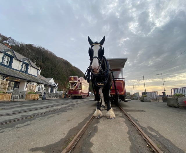 Douglas Bay Horse Tram star goes viral with 1.2 million views