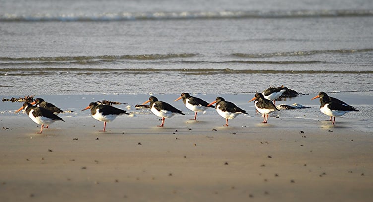 Oyster catchers