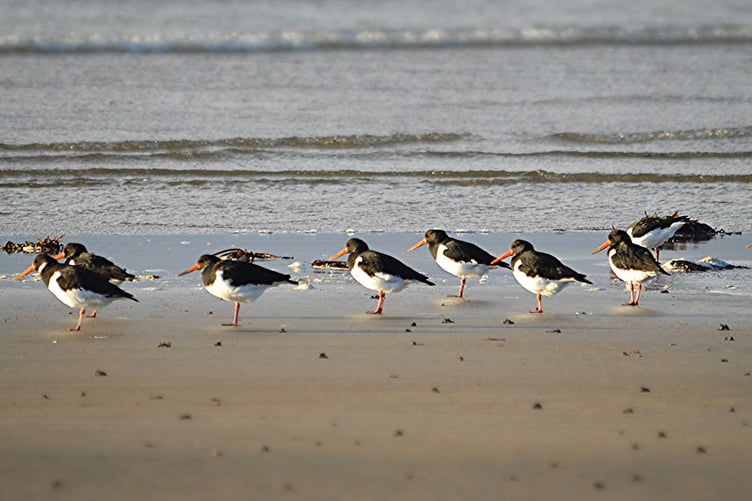 Oyster catchers