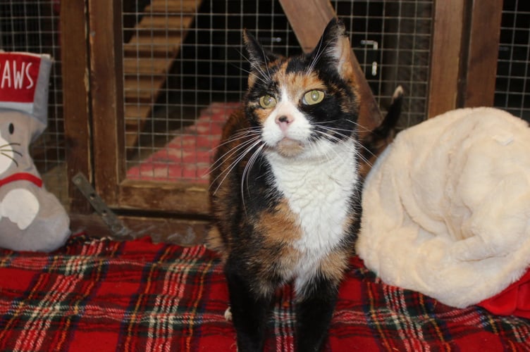 Becki the cat