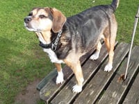 Was Bobi the dog as old as owners said he was?