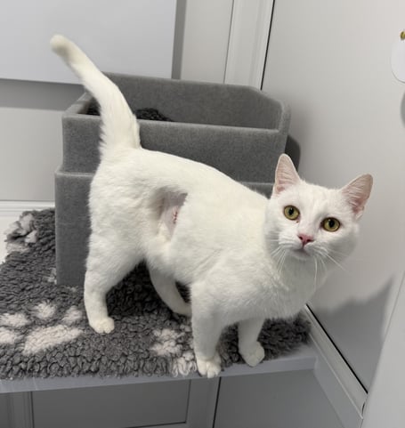 Clawdia the cat is looking for a new home