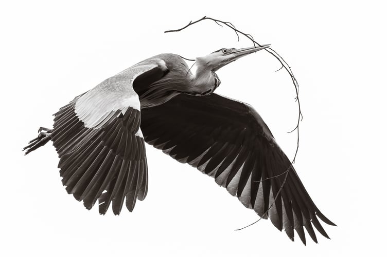 'Nest Builder' by Sean Corlett gained 1st Place in the Digital Image Section