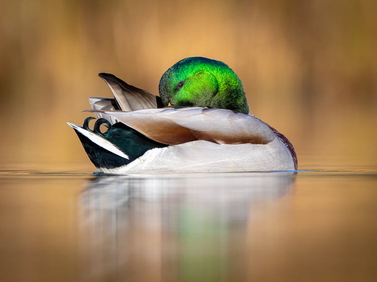 'Snoozing Duck' by Sean Corlett was First Place in the Print Section and also gained overall Best Image in the Nature Competition