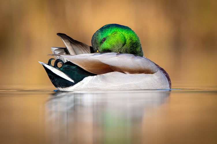 'Snoozing Duck' by Sean Corlett was First Place in the Print Section and also gained overall Best Image in the Nature Competition