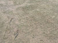 Dog causes damage to Isle of Man golf club green