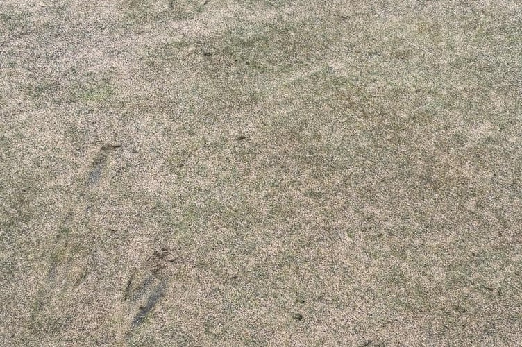 Damage to a section of Port St Mary Golf Club's green