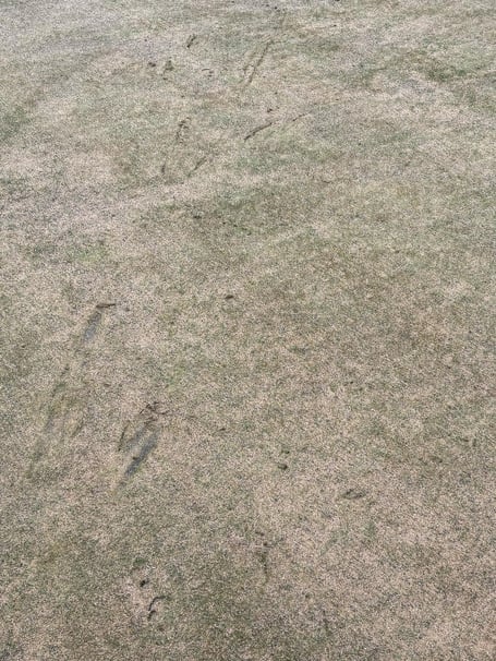 Damage to a section of Port St Mary Golf Club's green