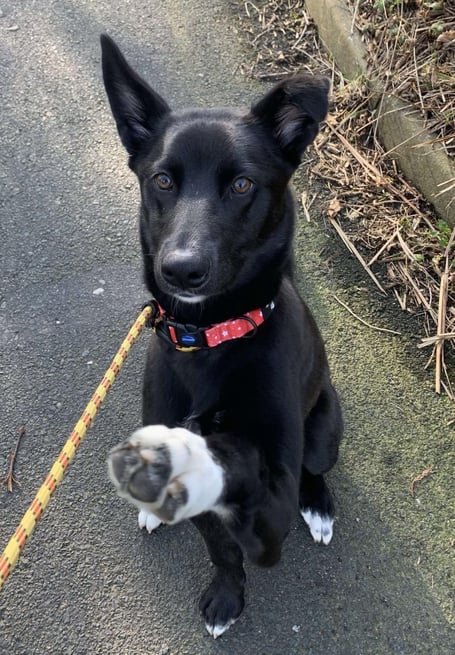 Star is available for adoption