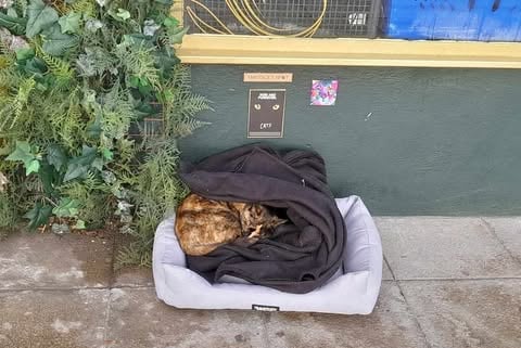 Smudge at her bed outside Frank Matchams