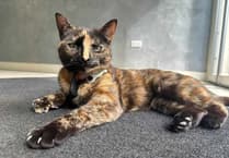 From cuddles to clicks: The cat with more than 3,000 Facebook followers