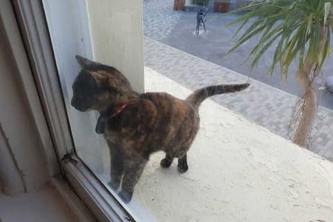 Smudge when she was stuck at the Sefton