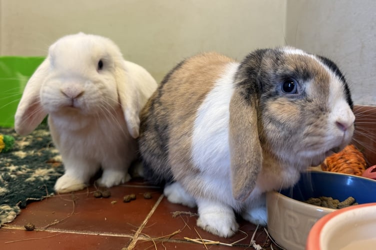 Peter and Coco are available for adoption